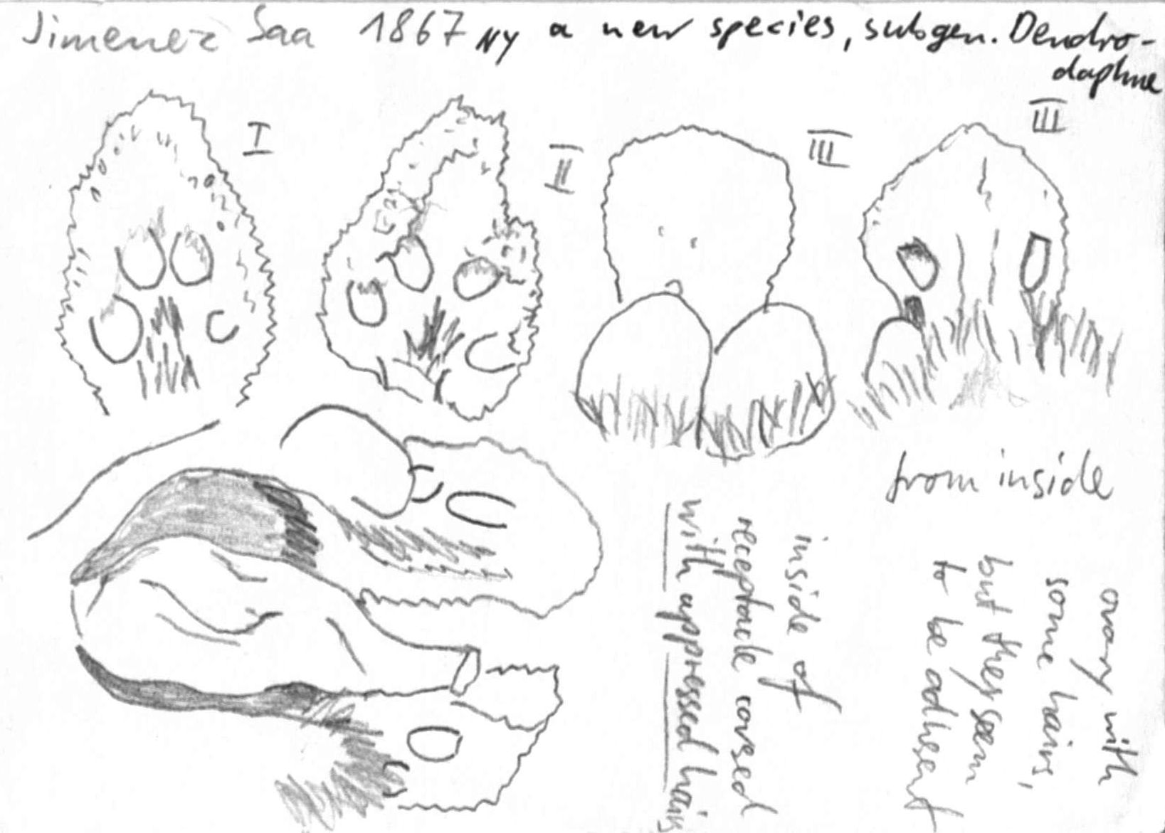 preview Mespilodaphne spec., Jimenez Saa 1867